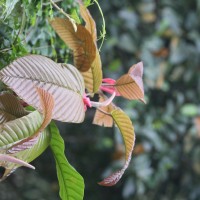 Dipterocarpus zeylanicus Thwaites